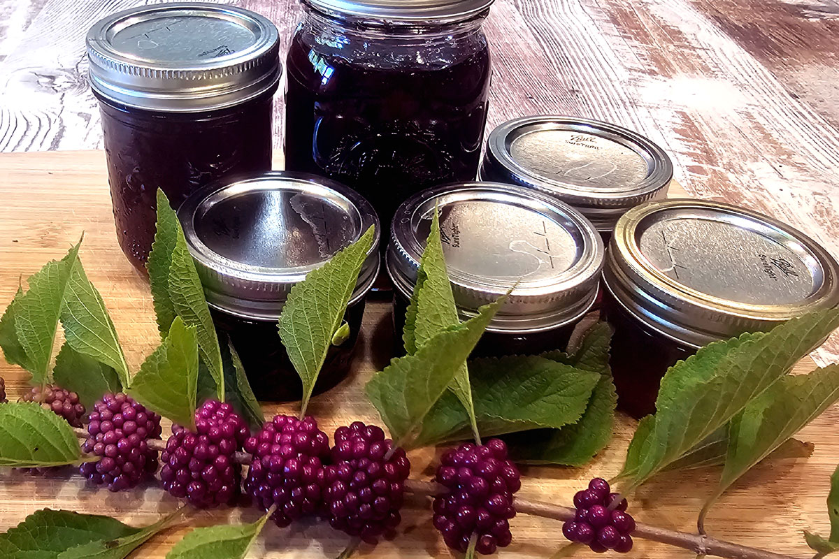 Photo of jars of beautyberry jelly made by the author sitting on a countertop with a beautyberry branch as decoration.