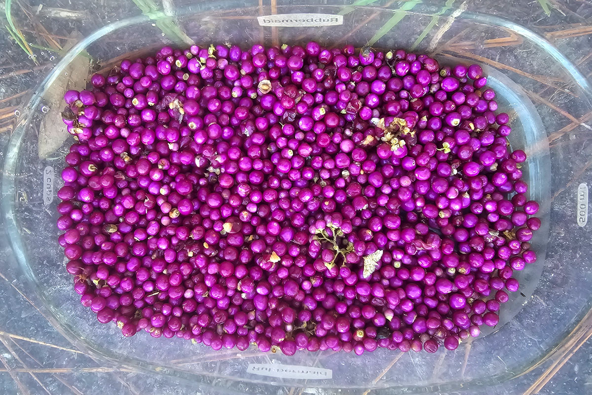 Photo of a bowl of just-harvested beautyberries.