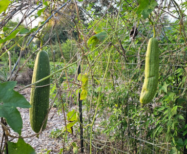 Two Luffa growing on vines on a metal trellis.