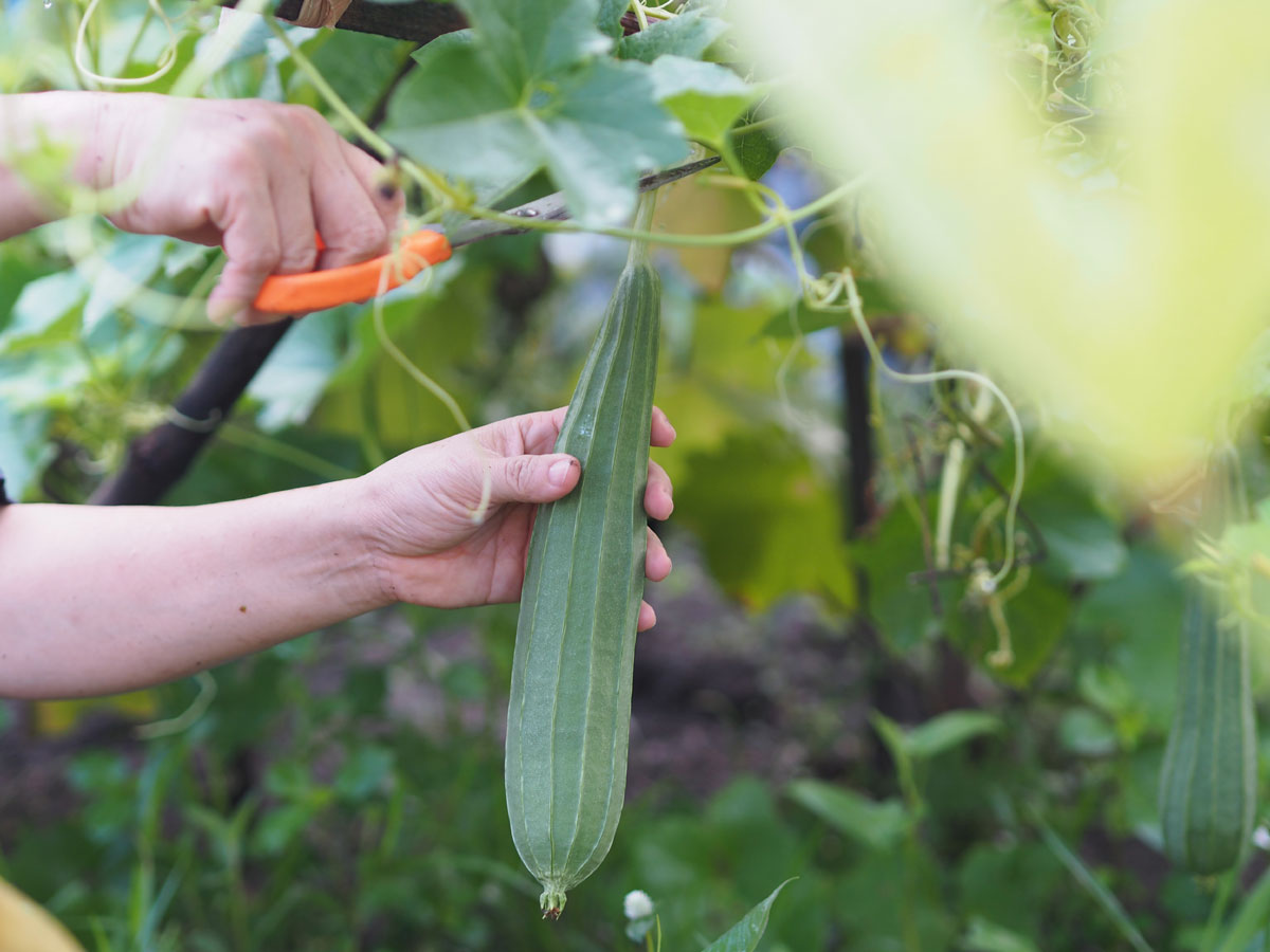 Ridged (angled) luffa being cut from a vine with scissors.