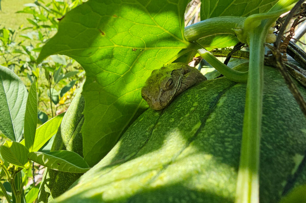 Frog sleeping on a luffa gourd under a leaf.