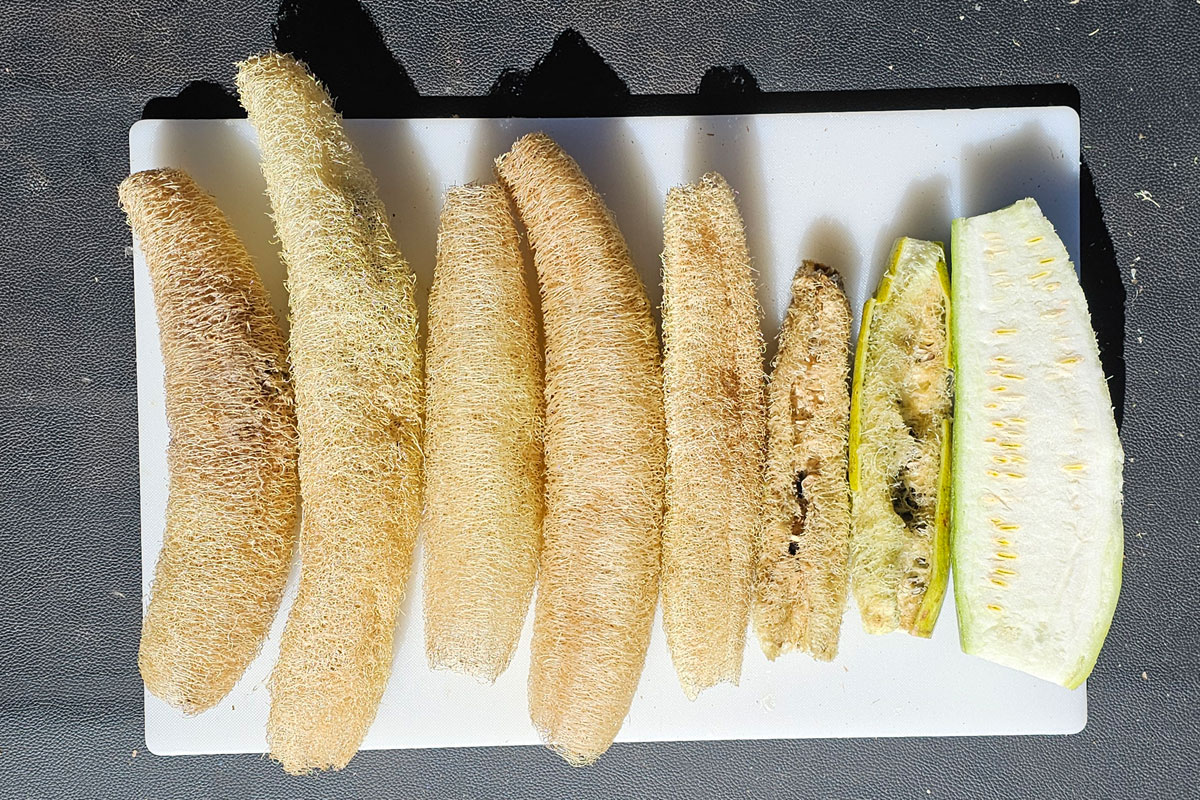 Several luffa laying on a cutting board. From left to right they show  the quality of sponge from overripe gourds to unripe gourds.