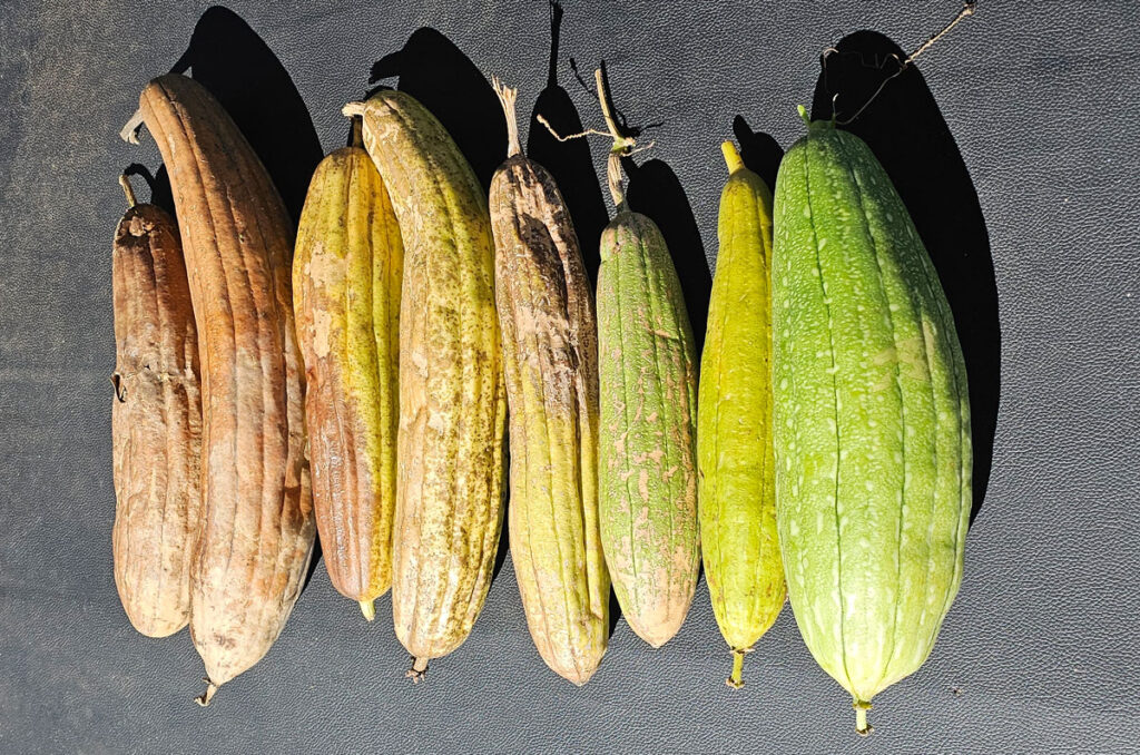 A row of unpeeled luffa gourds on a table showing variations from overripe to under ripe.