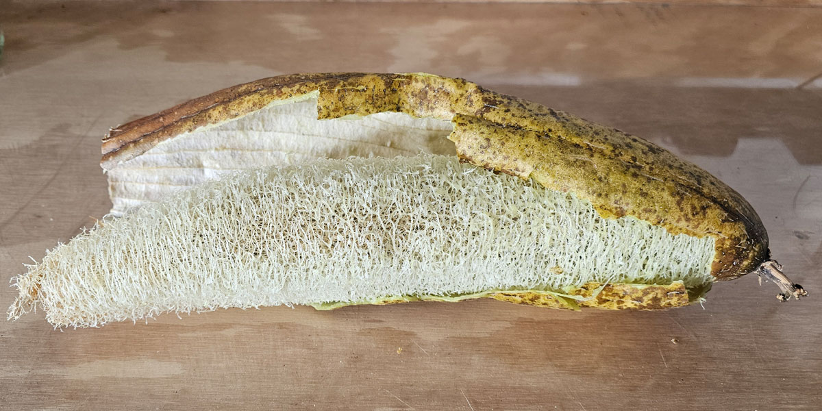 a perfectly ripe luffa gourd peeled and sitting on a table with the skin half wrapped around it.