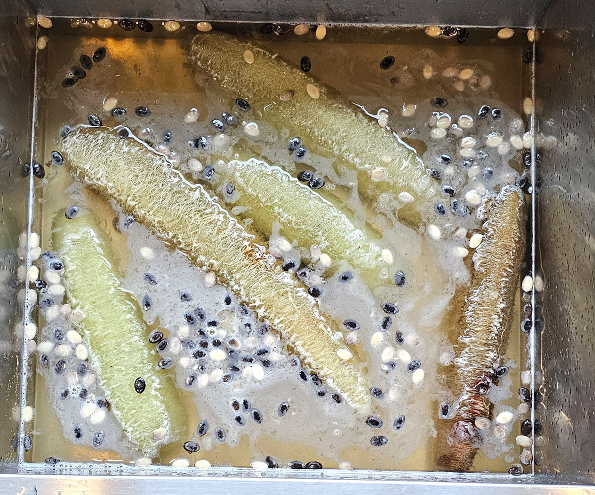 Several luffa gourds being rinsed in a stainless steel sink with seeds floating on the water.