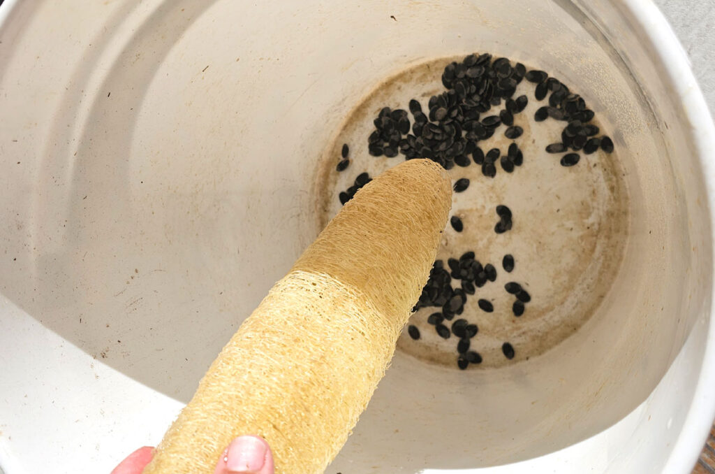 Shaking seeds out of a luffa into a 5-gallon bucket.