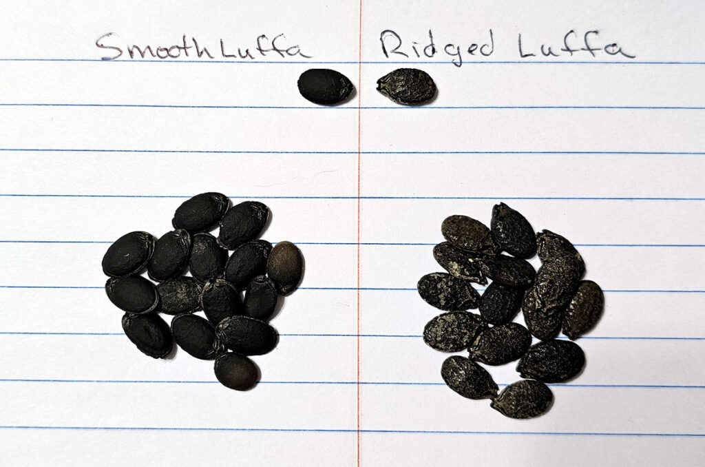 Smooth luffa seeds and angled/ridged luffa seeds side by side on a notebook page for comparison.