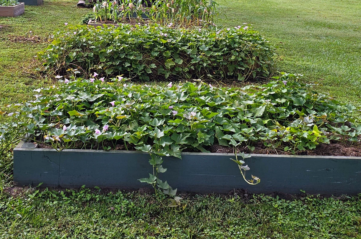 2 garden raised beds filled with sweet potato vines growing.