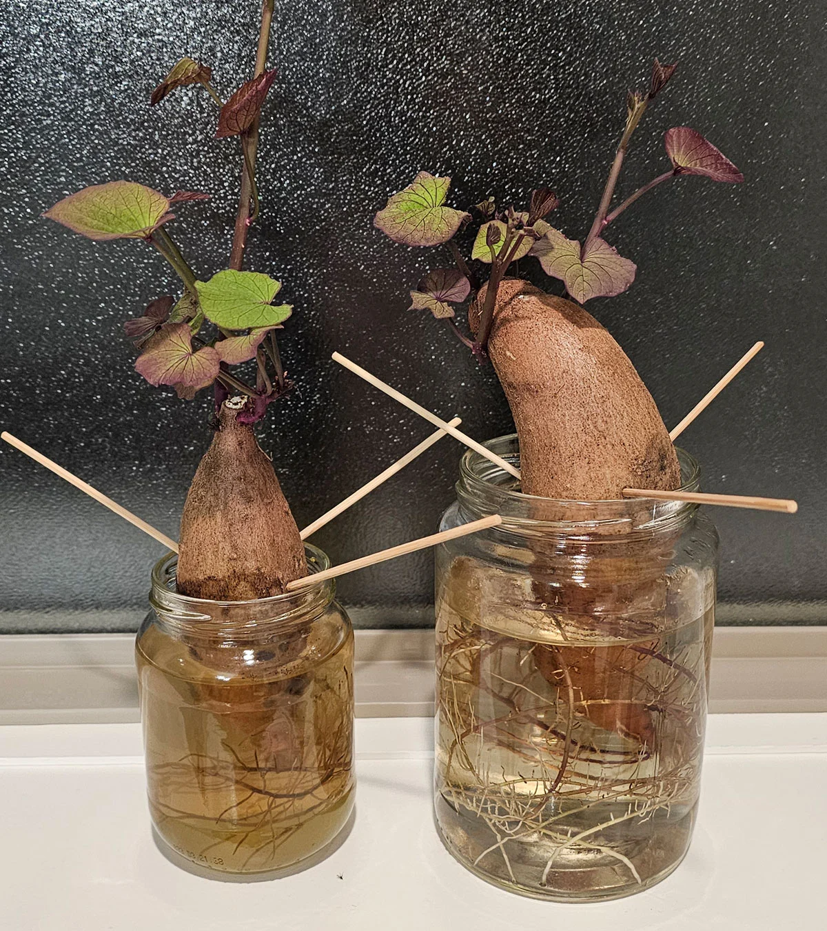 2 glass jars on a shelf. Each jar holds a sweet potato suspended halfway in water supported by bamboo skewers.
