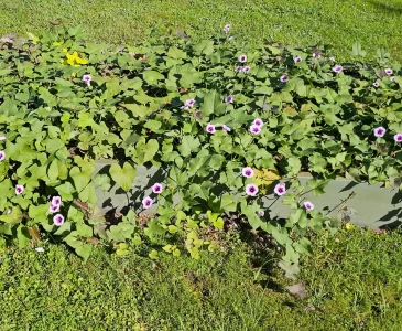 Blossoming sweet potato vines in a garden raised bed.