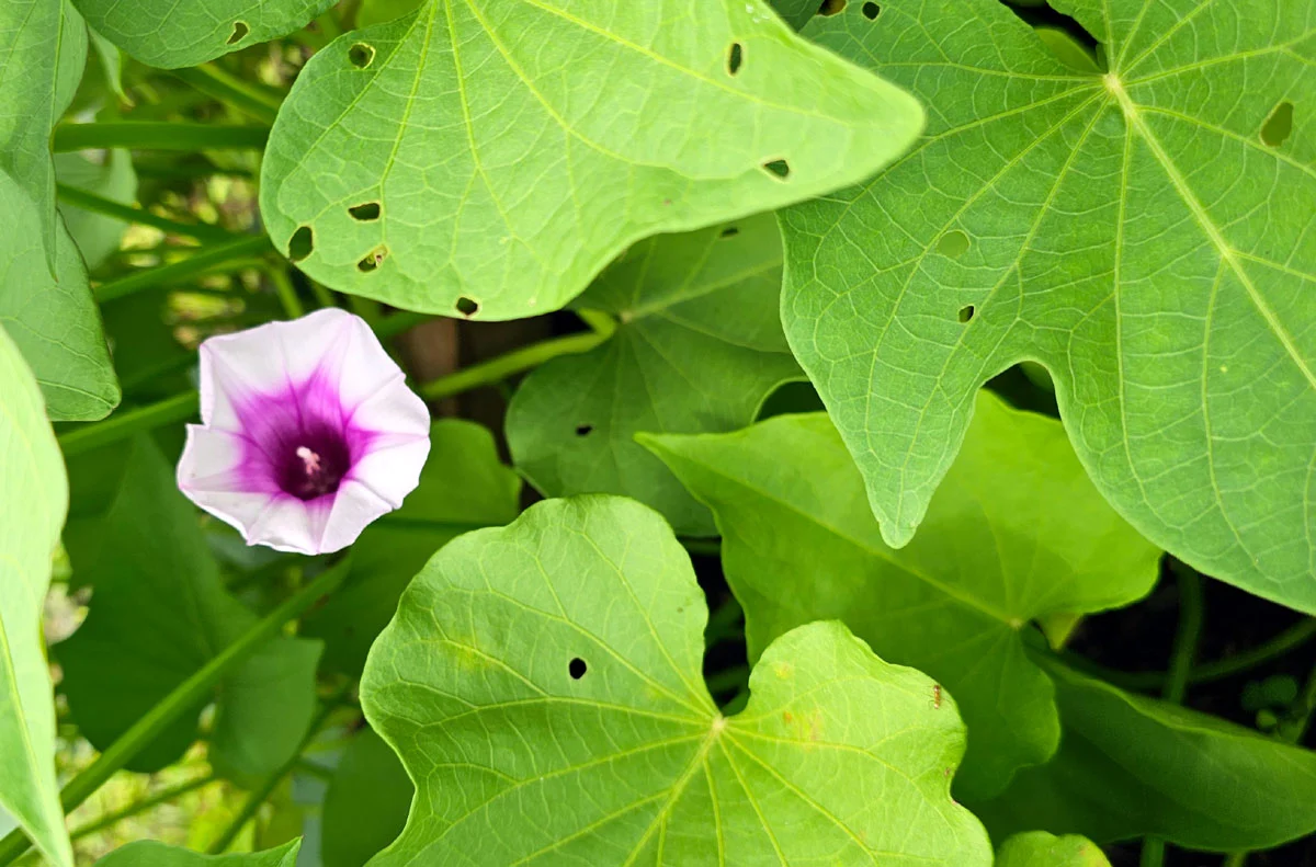 A sweet potato blossom and leaves with holes in the leaves from flea beetles.