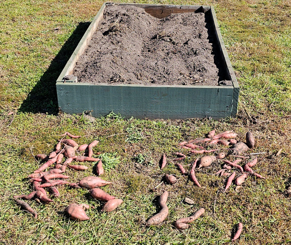 Sweet potatoes laying on the grass next to a raised bed where they were harvested from.