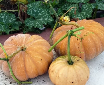 3 ripe Seminole pumpkins sitting on a cement patio. Vivid green pumpkin vines in the background.