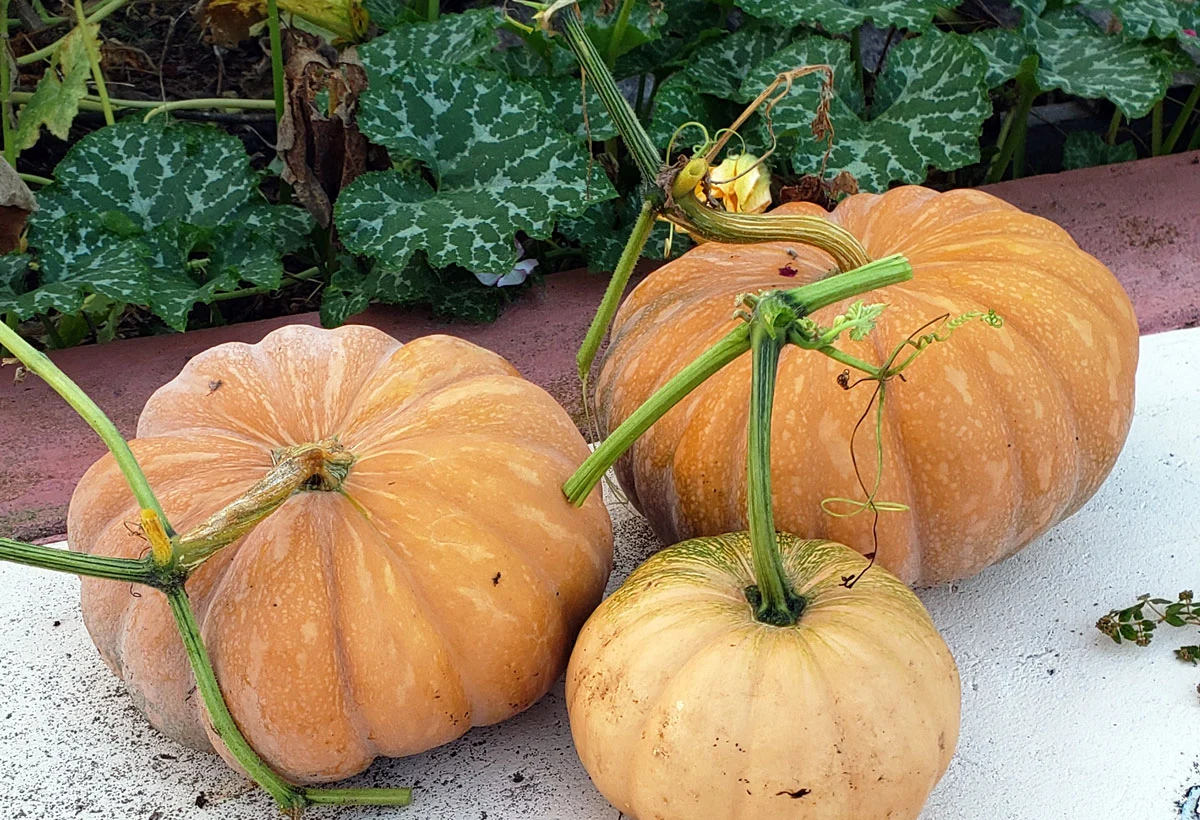 3 ripe Seminole pumpkins sitting on a cement patio. Vivid green pumpkin vines in the background.