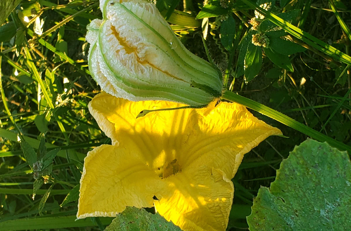 Photo of male Seminole pumpkin blossoms.