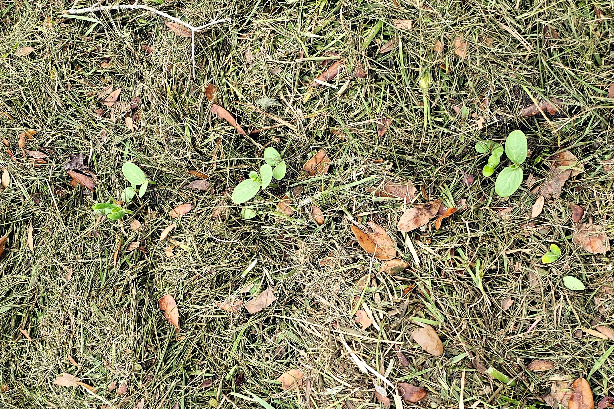 Seminole pumpkin seedlings growing in a raised bed with mulch around them.