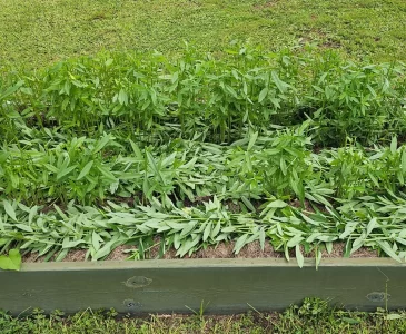 Photo of sunn hemp growing in a raised bed, chopped and layered on the soil.