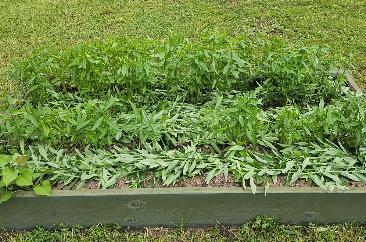 Photo of sunn hemp growing in a raised bed, chopped and layered on the soil.