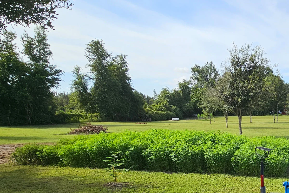 Sunn hemp growing in an in-ground garden plot, thickly planted.