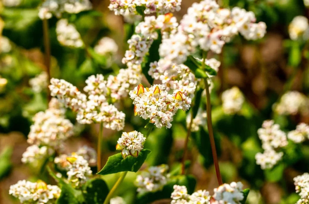 Close-up photo of buckwheat flowers.