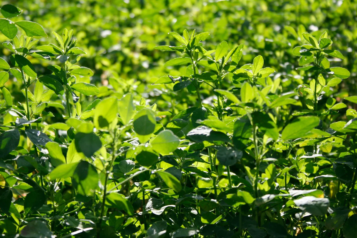 Close-up photo of clover plants before they blossom.