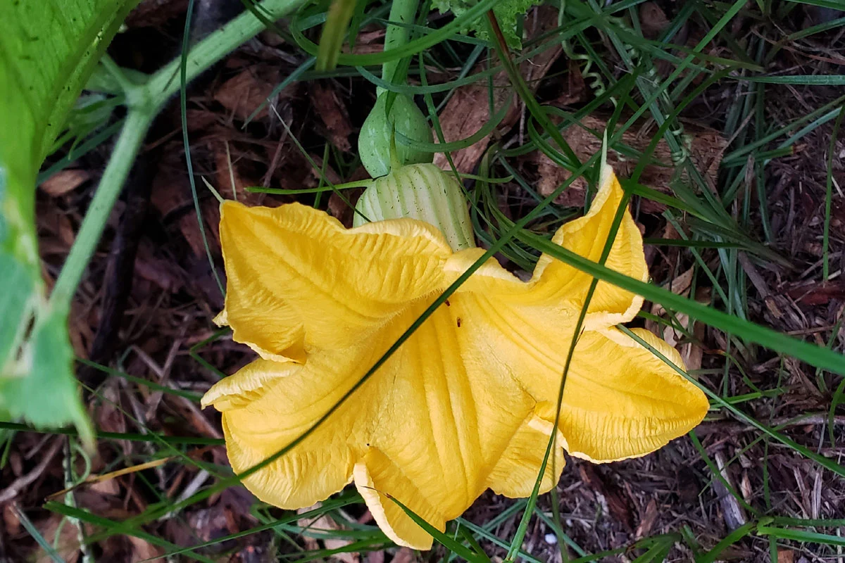 Photo of a female Seminole pumpkin.