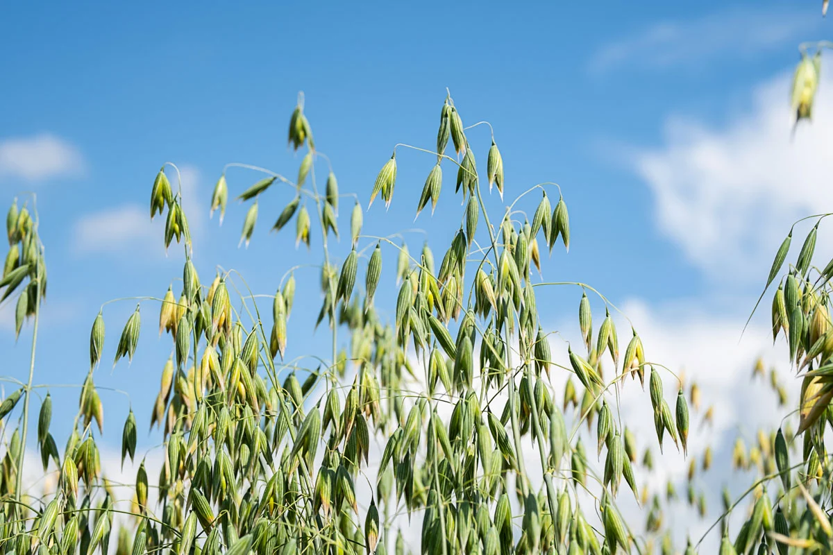 Photo of oats going to seed with a blue sky and clouds in the background.