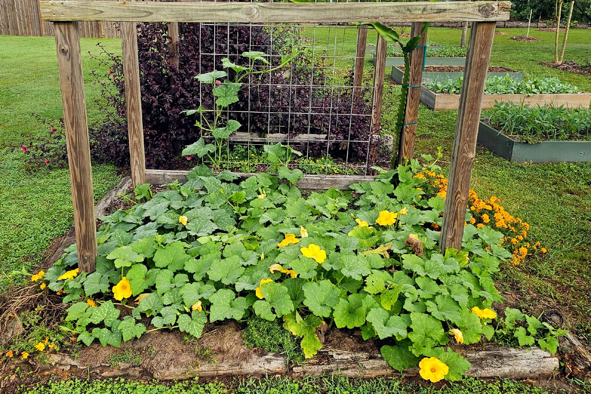Photo of sprawling Seminole pumpkin vines that are blossoming. They are growing under an custom-made trellis in a slightly raised bed.
