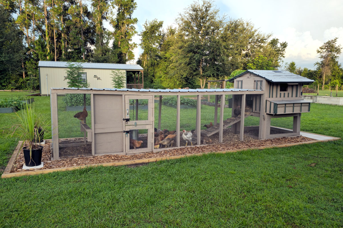 Photo Chicken run and coop in author's Florida back yard