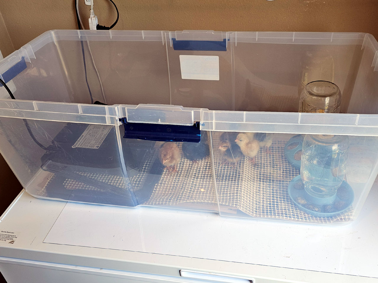 Clear tote sitting on a chest freezer with brooder setup.