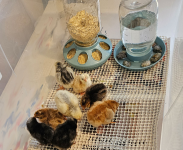 Photo of day old chicks in a clear plastic tote with waterer and feed dish.