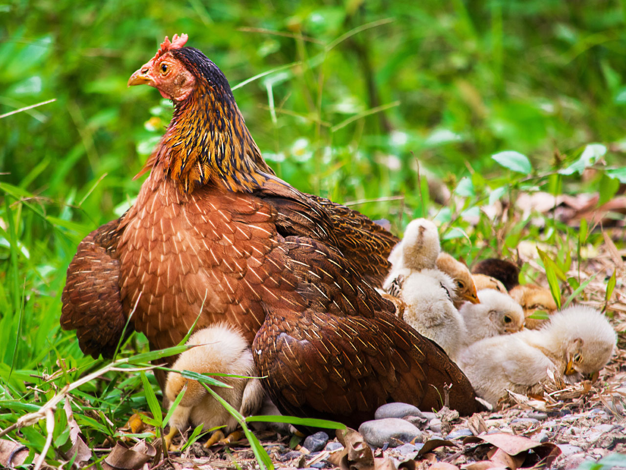 A mother hen outside with chicks under and around her.