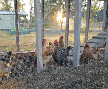 Photo of sunrise at the chicken run, hens scratching about.