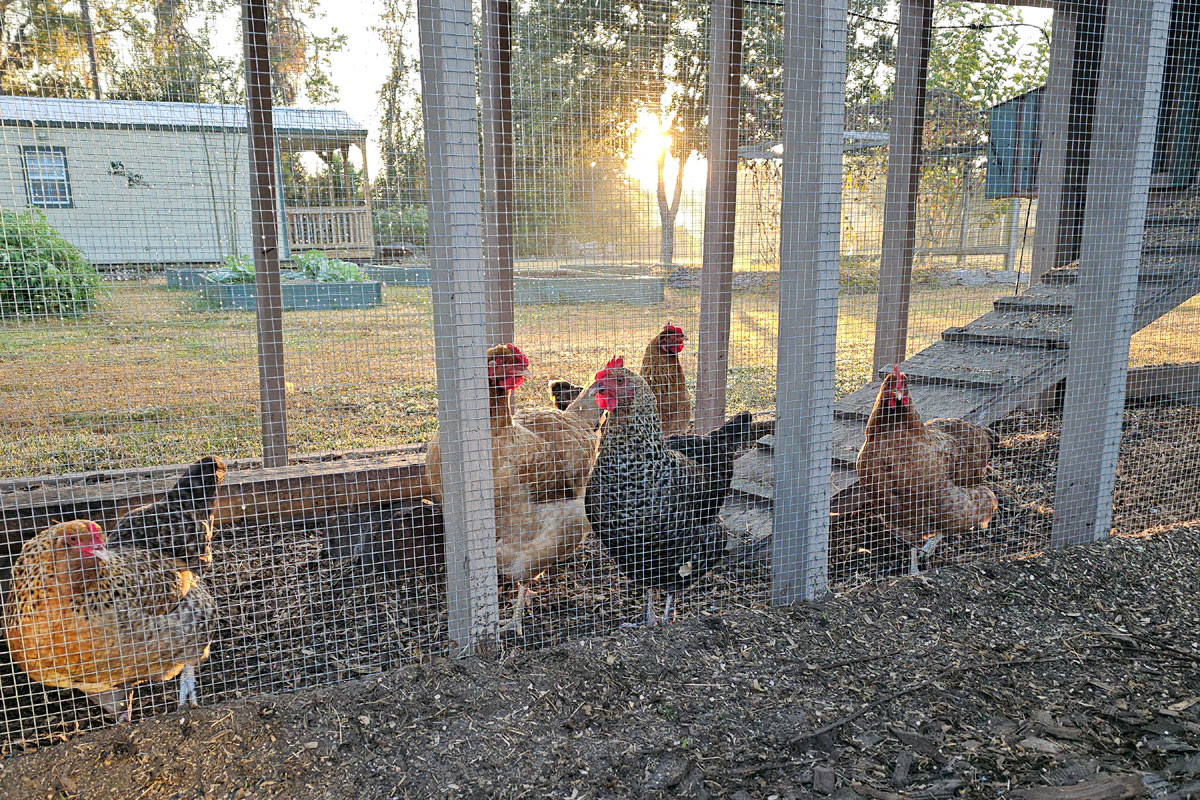 Photo of sunrise at the chicken run, hens scratching about.