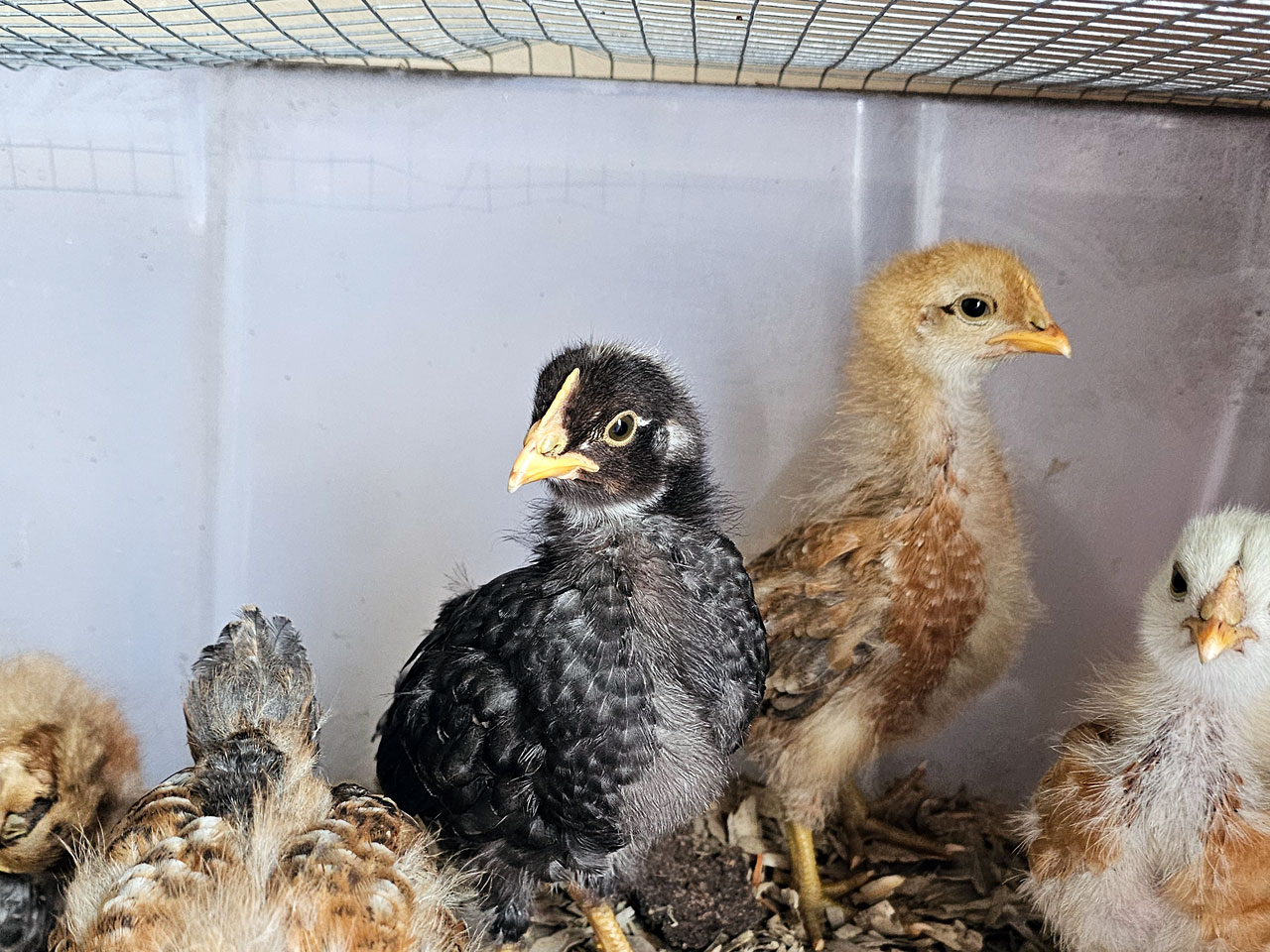 Photo of older chicks in the brooder.