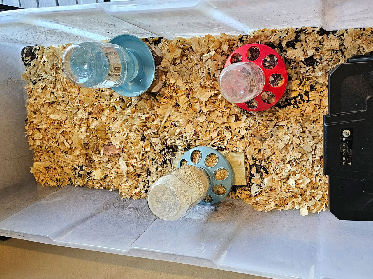 Photo of waterer and feeder setup inside a brooder.