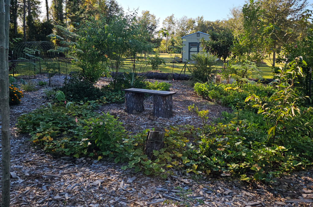 Photo showing layers in author's food forest from canopy down to vines.