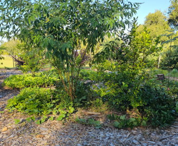Photo of a 4 Year old food forest. lemon and pigeon pea guild.