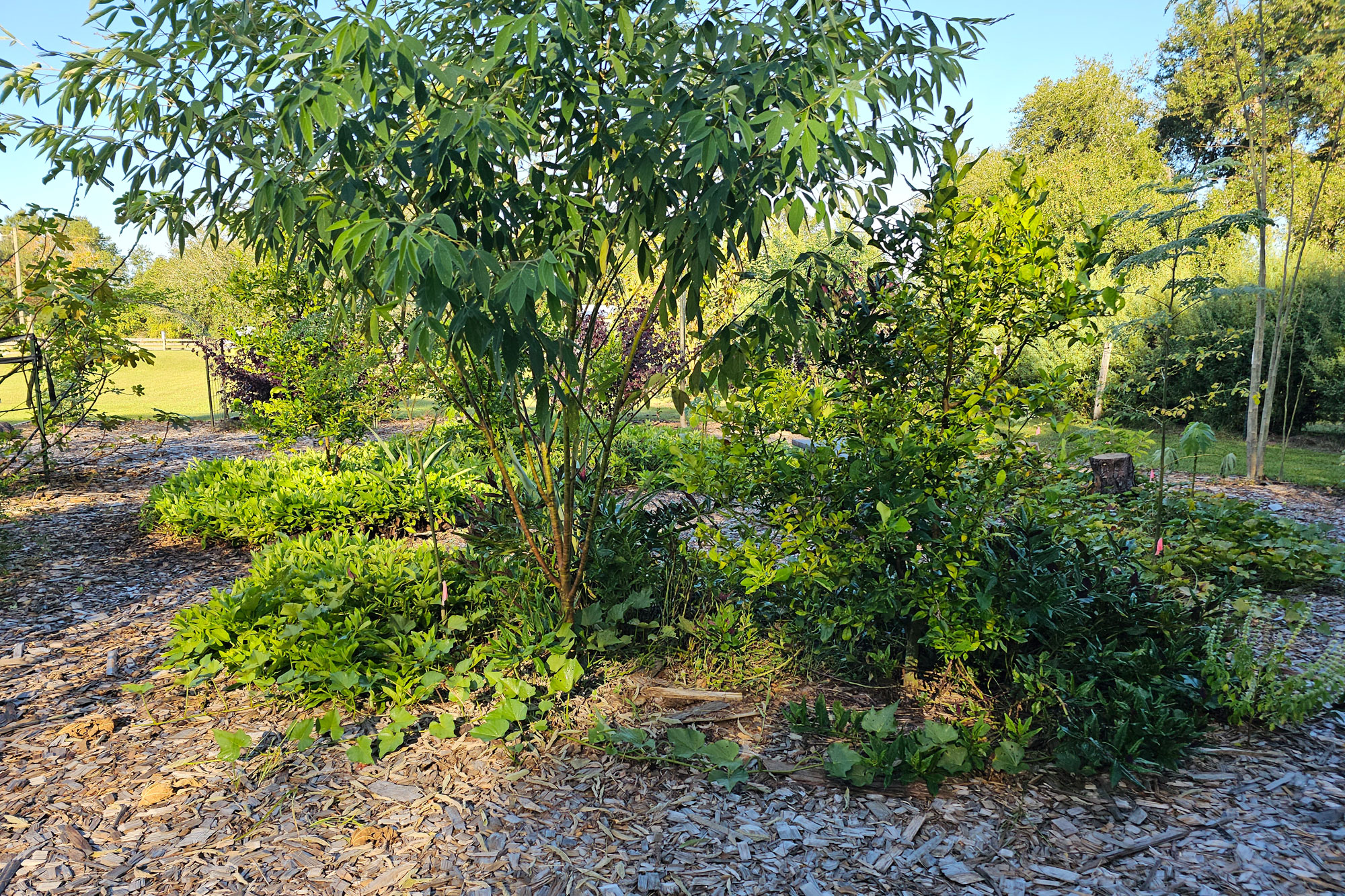 Photo of a 4 Year old food forest. lemon and pigeon pea guild.