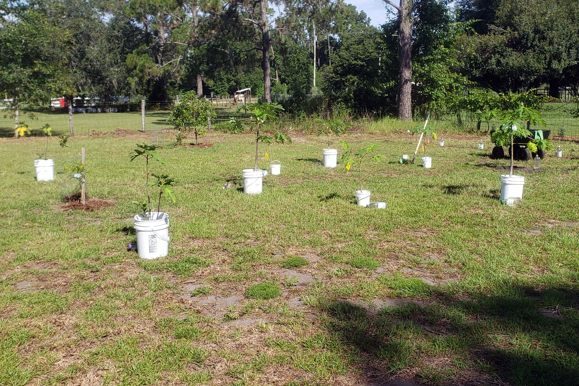 Photo potted plants spaced out across the yard for planting.