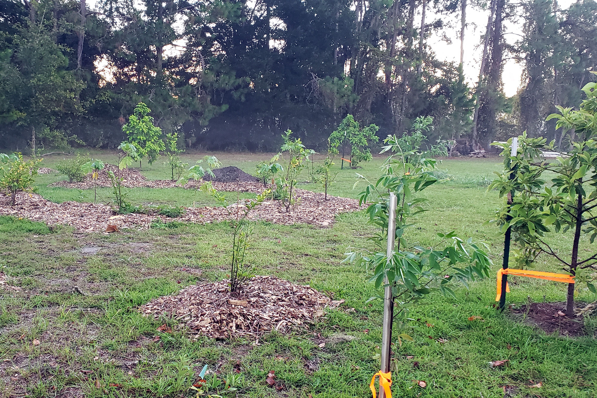 Photo canopy and sub-canopy trees planted in author's design.