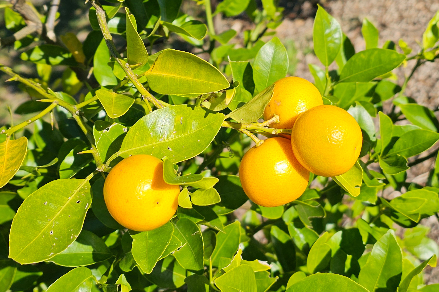 Close up photo of kumquats on the tree.