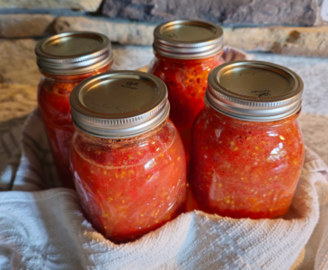 4 quart jars of home-canned tomatoes wrapped in kitchen towels on countertop.