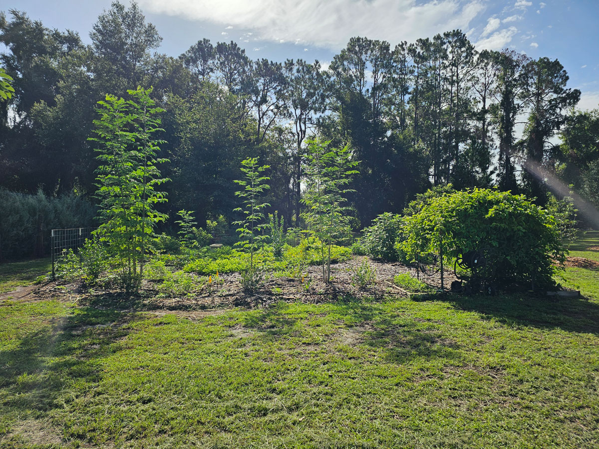 Photo of the author's food forest.