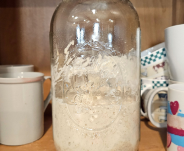 Quart jar 1/3 filled with sourdough starter. Placed in a cupboard full of coffee mugs.